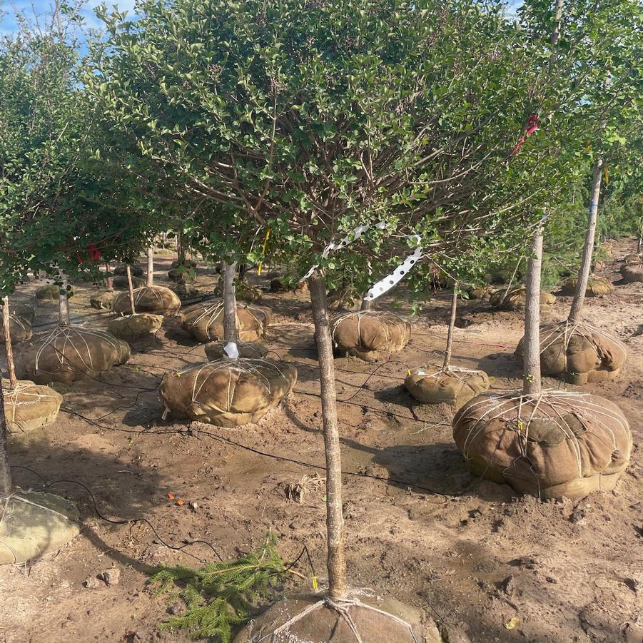 Syringa meyeri 'Palibin' - Dwarf Korean Lilac from Great Lakes Landscape Supply