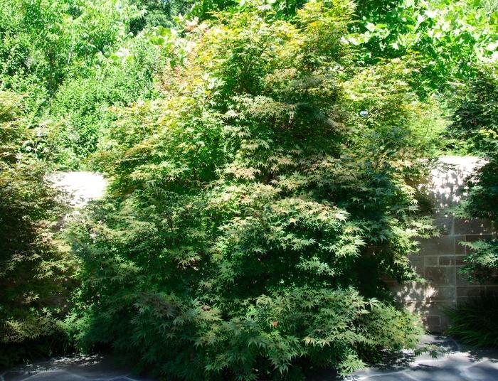 Acer palmatum Sherwood Flame