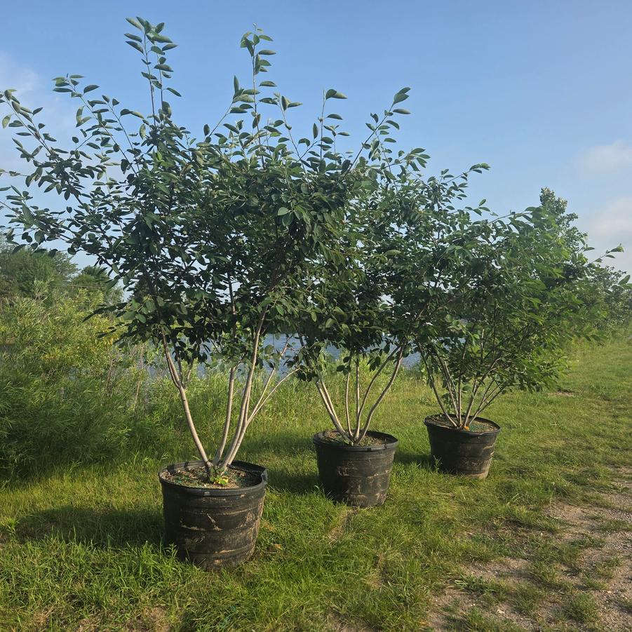 Amelanchier x grandiflora 'Autumn Brilliance™' - Serviceberry from Great Lakes Landscape Supply