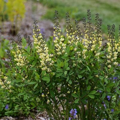 Baptisia Decadence&reg; Vanilla Cream