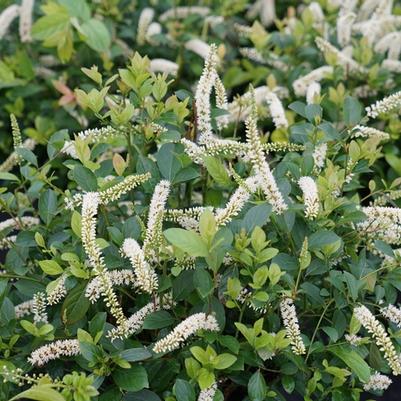 Itea virginica Scentlandia&reg;