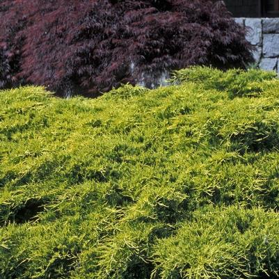 Juniperus chinensis Gold Coast&reg;
