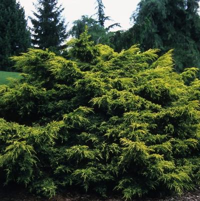 Juniperus chinensis Saybrook Gold