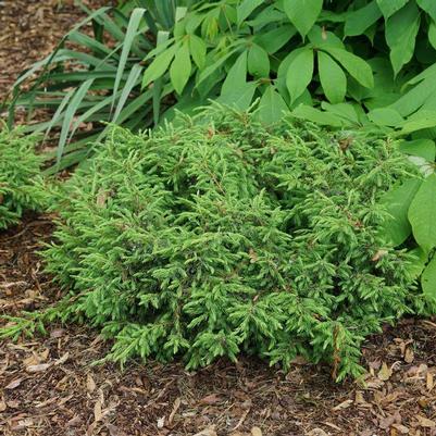 Juniperus communis Tortuga&reg;