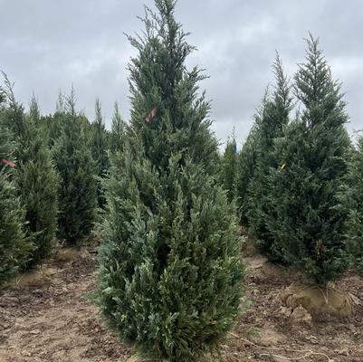 Juniperus scopulorum Moonglow
