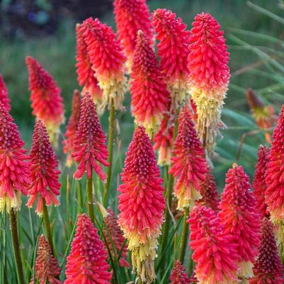 Kniphofia Pyromania&reg; Rocket's Red Glare