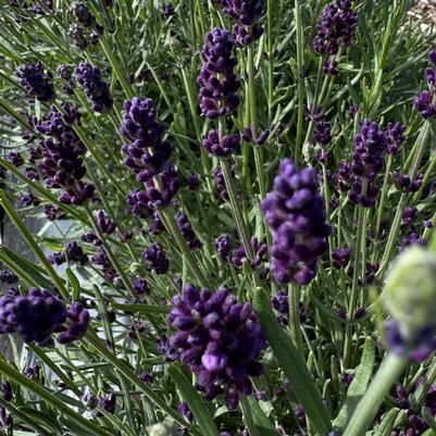 Lavandula angustifolia Ellagance Purple