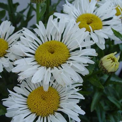 Leucanthemum x superbum Ooh La&trade; LaCrosse