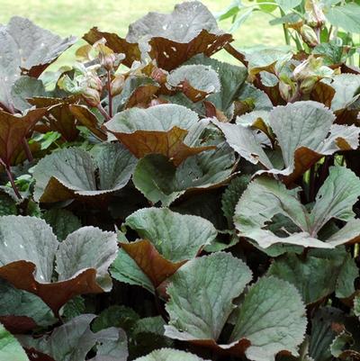 Ligularia dentata Othello