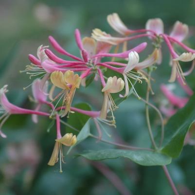 Lonicera x heckrottii Goldflame (American Beauty)