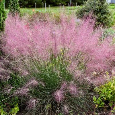 Muhlenbergia reverchonii Undaunted&reg;