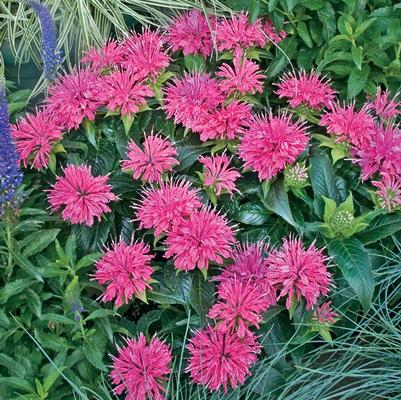 Monarda didyma Pardon My Pink