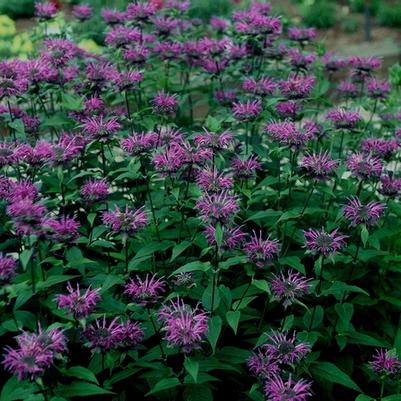 Monarda didyma Blue Stocking