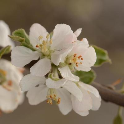 Malus domestica Jonathan