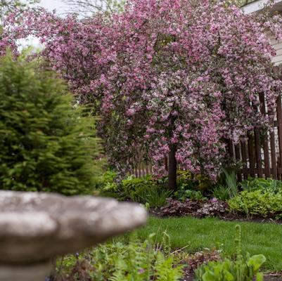 Malus Ruby Tears&trade;