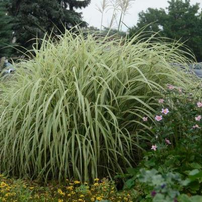 Miscanthus sinensis Dixieland