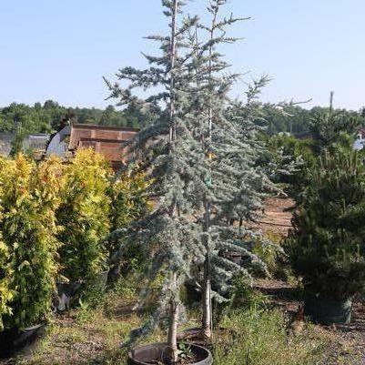 Cedrus atlantica Glauca