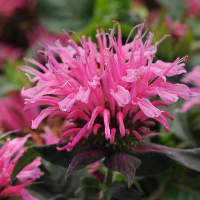Monarda didyma Balmy&trade; Pink