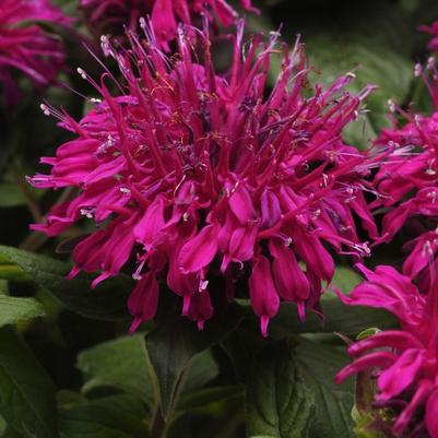 Monarda didyma Balmy&trade; Purple