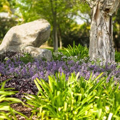 Nepeta x faassenii Cat's Meow