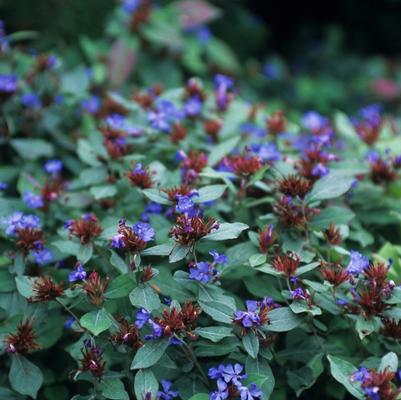 Ceratostigma plumbaginoides 