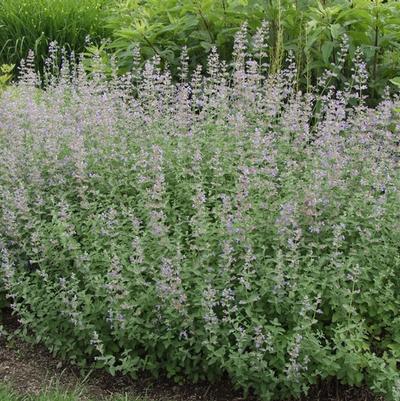 Nepeta Six Hill's Giant