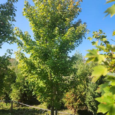 Acer rubrum October Glory