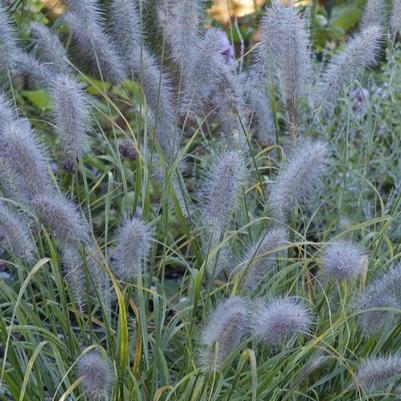 Pennisetum alopecuroides Moudry