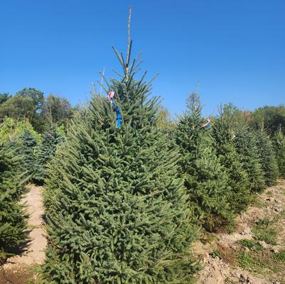 Picea glauca Densata