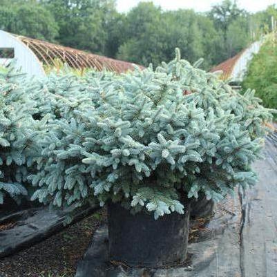 Picea pungens Glauca Globosa
