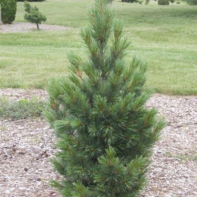 Pinus cembra Glauca Nana