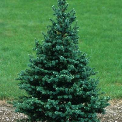 Pseudotsuga menziesii 