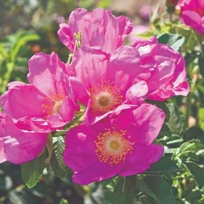 Rosa Raspberry Rugostar&reg;