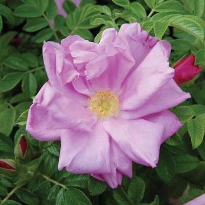 Rosa rugosa Pink Pavement