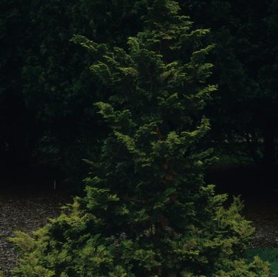 Chamaecyparis obtusa Aurea