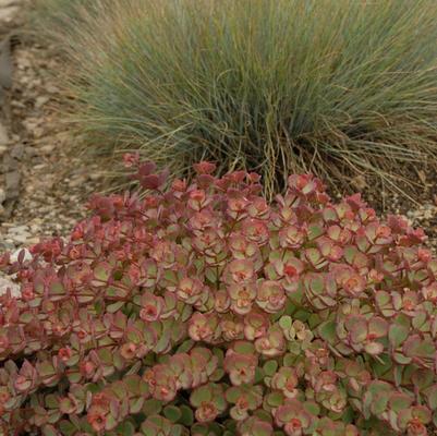 Sedum sieboldii 