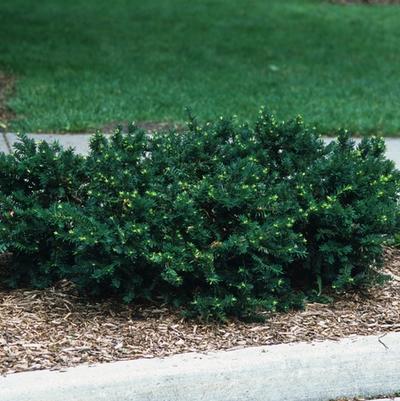 Taxus x media Everlow