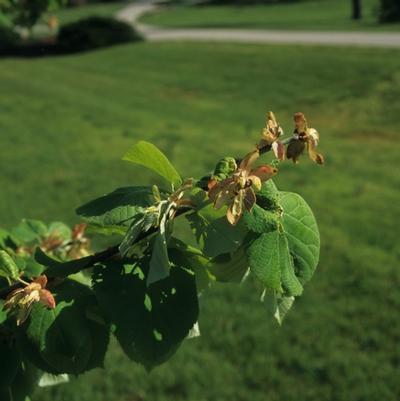 Tilia tomentosa 