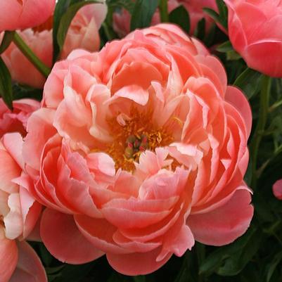 Paeonia Coral Sunset