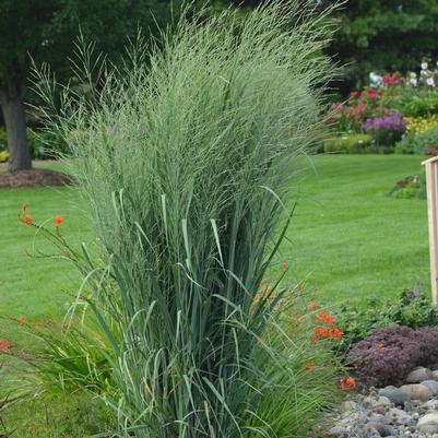 Panicum virgatum Prairie Winds&reg; Totem Pole
