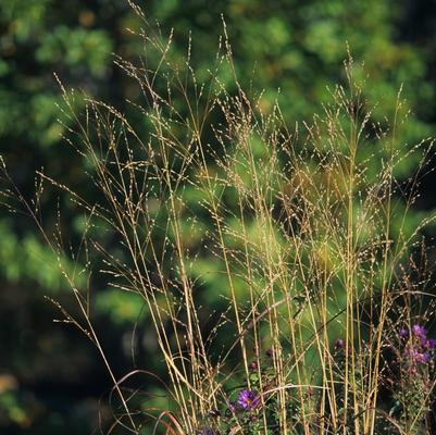 Panicum virgatum Rostrahlbusch