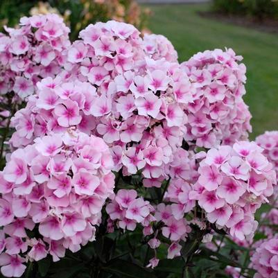 Phlox paniculata Bright Eyes