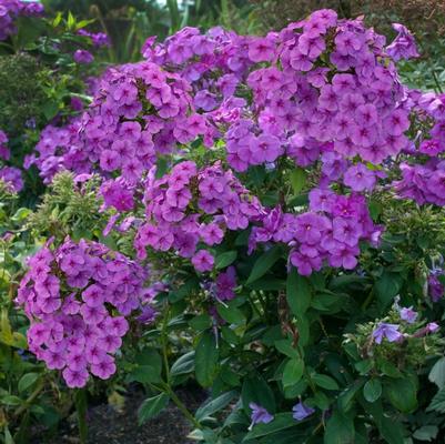 Phlox paniculata Flame&trade; Purple Flame&reg;