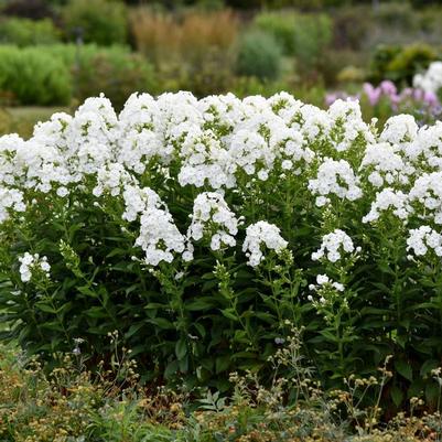 Phlox paniculata Luminary&trade; Backlight