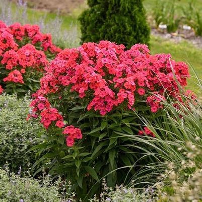 Phlox paniculata Luminary&trade; Sunset Coral
