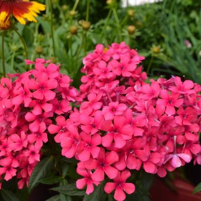 Phlox paniculata Flame&trade; Red