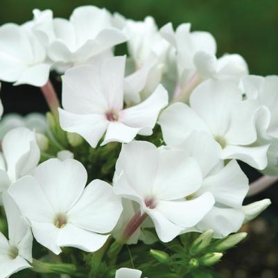 Phlox paniculata Flame&trade; White Flame&reg;