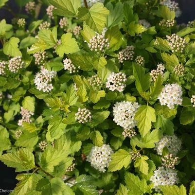 Physocarpus opulifolius Tiny Wine&reg; Gold