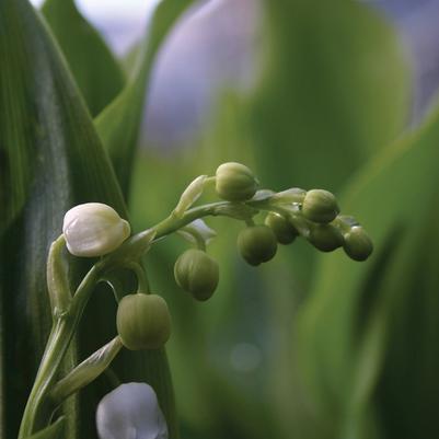 Convallaria majalis 