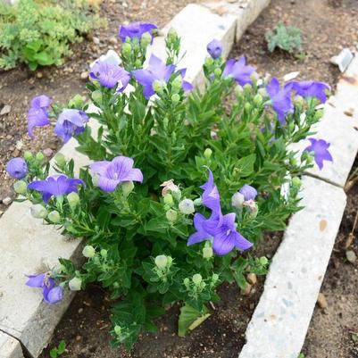 Platycodon grandiflorus Sentimental Blue